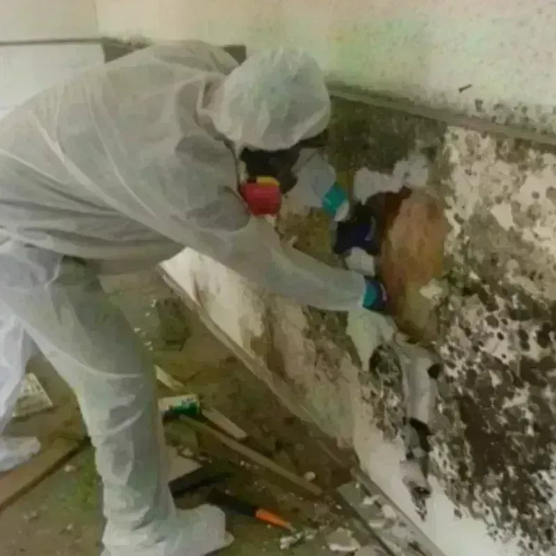 Mold Remediation and Removal in Uptown, IL